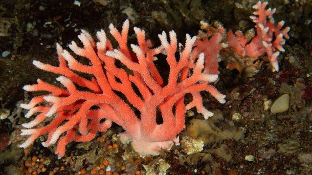 La ley busca reparar ecosistemas degradados. En la imagen, un coral de Chile. Foto: EFE