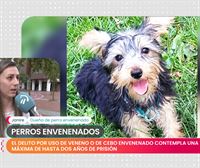 Preocupación en Bilbao y Basauri por envenenamiento de perros: ''Le podía haber pasado a un niño''