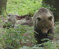 Avistan un oso en las inmediaciones de Garde, en el Valle de Roncal