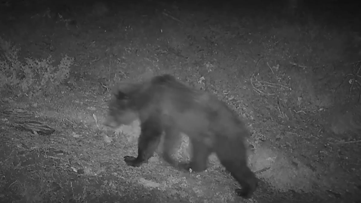 El oso avistado. Imagen obtenida de un vídeo del Gobierno de Navarra.