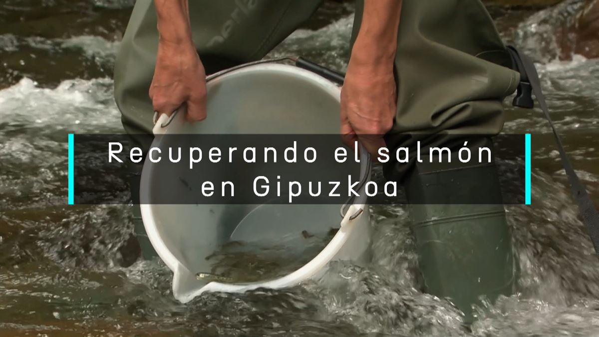 La Diputación de Gipuzkoa suelta 15.000 salmones alevines en los ríos Urumea y Oria