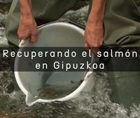 La Diputación de Gipuzkoa suelta 15 000 salmones alevines en los ríos Urumea y Oria