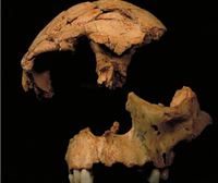 José Mª Bermúdez de Castro: Esperamos encontrar un fósil icónico de Homo antecessor