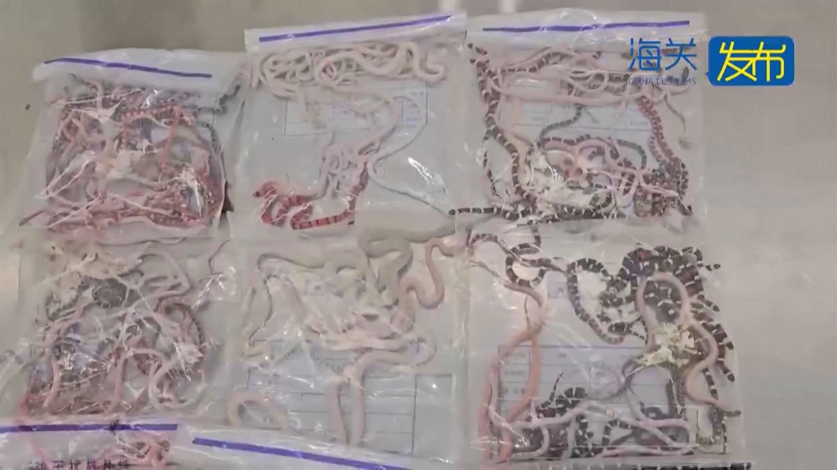 Las serpientes halladas. Imagen obtenida de un vídeo de Agencias.