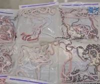 Trabajadores de una aduana china hallan 104 serpientes vivas escondidas en el pantalón de un viajero 