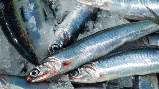 Anchoa capturada en Euskadi. Foto de archivo: Irekia