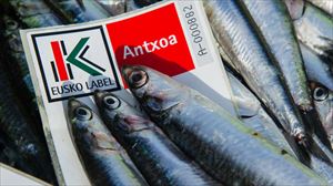 Antxoaren biomasa 143.000 tonakoa da Bizkaiko golkoan, batez besteko historikoaren gainetik