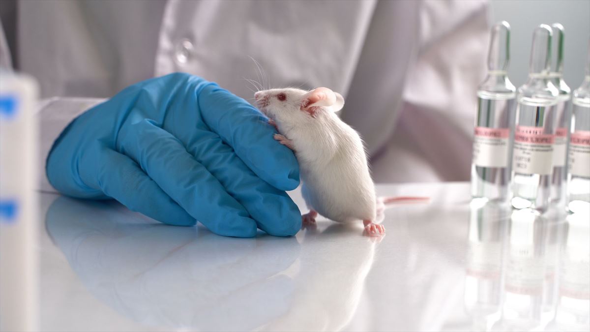 Ensayos con un ratón en un laboratorio