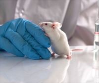 Logran alargar un 25 % la esperanza de vida en ratones viejos con una inyección mensual y sin enfermedades