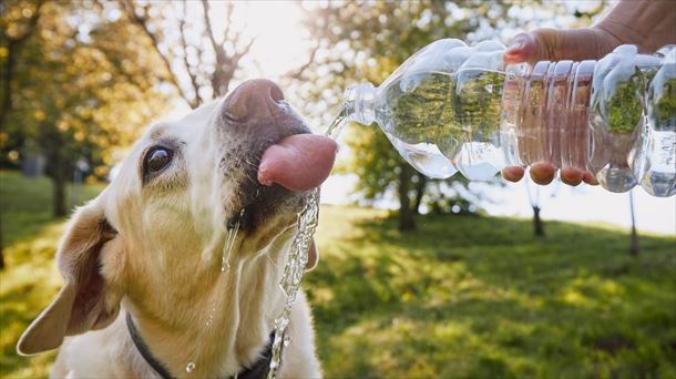 Perro bebiendo agua