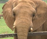Los elefantes africanos de Cabárceno baten todos los récords