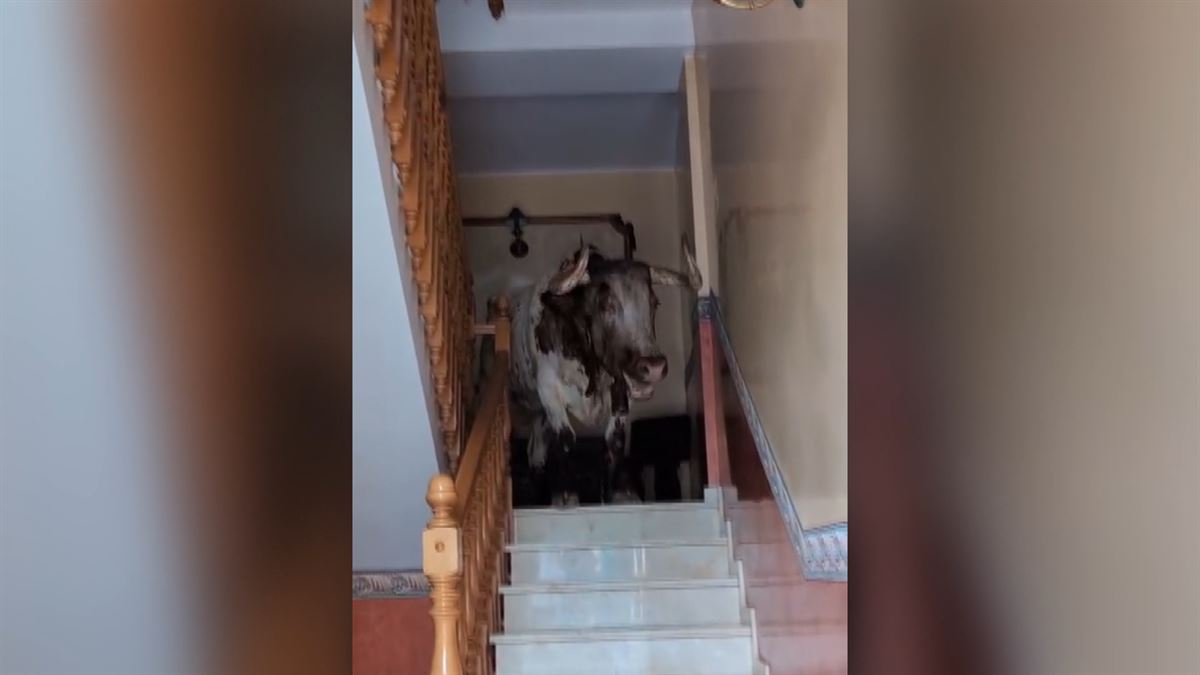 Un cabestro se cuela en el interior de una vivienda 