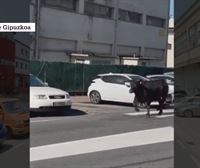 Una vaca se pasea por el polígono industrial de Martutene, en Donostia