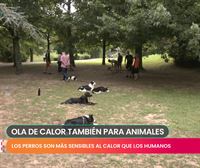 Ola de calor: así se puede proteger a las mascotas de las altas temperaturas