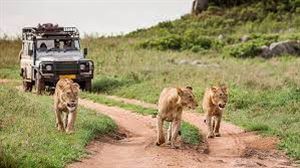 Safari en Tanzania