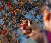 Hacer más de un cultivo en nuestro huerto es posible