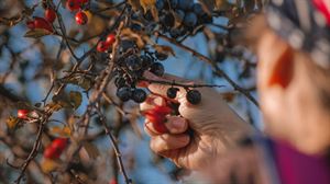 Hacer más de un cultivo en nuestro huerto es posible