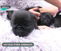 Hoteles para animales, una opción en auge para cuidar mascotas en periodo de vacaciones