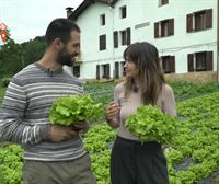 Características de las lechugas roble verde y batavia: diferencias y aspectos más importantes