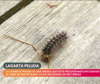 ¡Ojo con la lagarta peluda! Una plaga de orugas sin precedentes en Bizkaia