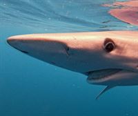 Bizkaiko golkoan marrazo zuriak aurkitzeko misioa du 'Ocearch' ontzi zientifiko estatubatuarrak