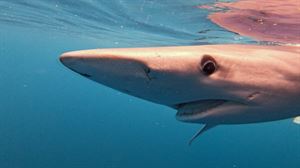 Bizkaiko golkoan marrazo zuriak aurkitzeko misioa du 'Ocearch' ontzi zientifiko estatubatuarrak