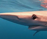 El buque científico estadounidense 'Ocearch' busca tiburones blancos en el golfo de Bizkaia