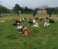 Asistencia emocional y educación canina