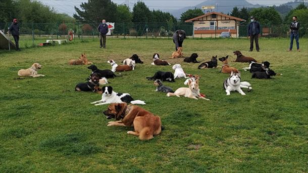 Asistencia emocional y educación canina