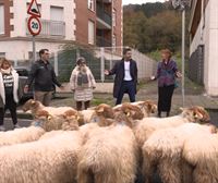 Un rebaño de ovejas origina el caos en la vía: ''Esto es como la trashumancia, tienen derecho a pasar''