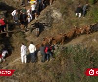 Encierro rápido y limpio de las vacas de la ganadería de Eulogio Mateo