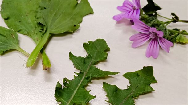 Malva, llantén y diente de león, recolectados junto a la emisora.