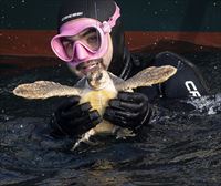 El Aquarium de San Sebastián reintroduce tres tortugas en el mar tras su recuperación