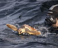 Tres tortugas bobas emprenden su vuelta a casa desde Donostia