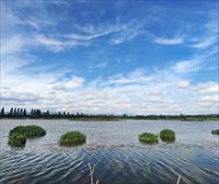 Grandes empresas energéticas ocultan el 47 % de los daños a la biodiversidad, según un estudio de la UPV/EHU