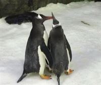 Sphen hil da, Magic bikotekidearekin familia bat osatu zuen pinguino gay australiarra