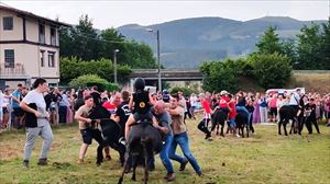 Haiekin-ek astoen aurkako tratu txarrak salatu ditu, Zallan animalia horiekin egindako bi lasterketatan