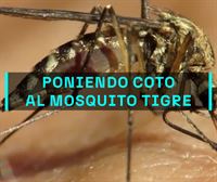 Euskadi vigila la expansión del mosquito tigre a través de un muestreo en 50 municipios