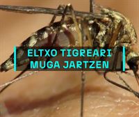 Eltxo tigrearen hedapena zaintzen ari dira Euskadin, 50 udalerritan egindako laginketen bidez