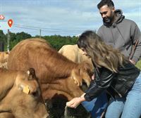 Aprendemos a cuidar de las vacas