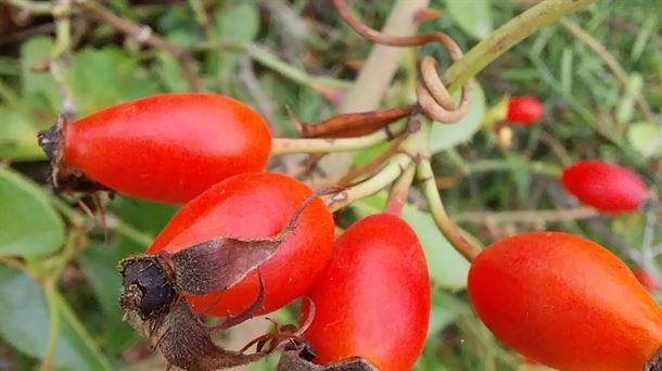 Escaramujo,terapias, natural,herbolera