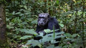 Itsaso Velez del Burgo: “ El 60% de las especies de primates están en peligro de extinción”