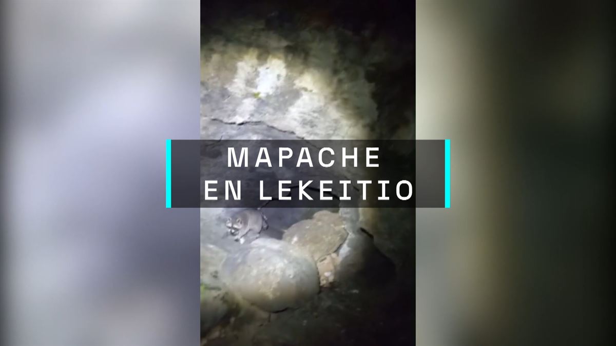 Mapache en Lekeitio. Imagen obtenida de un vídeo de EITB Media.