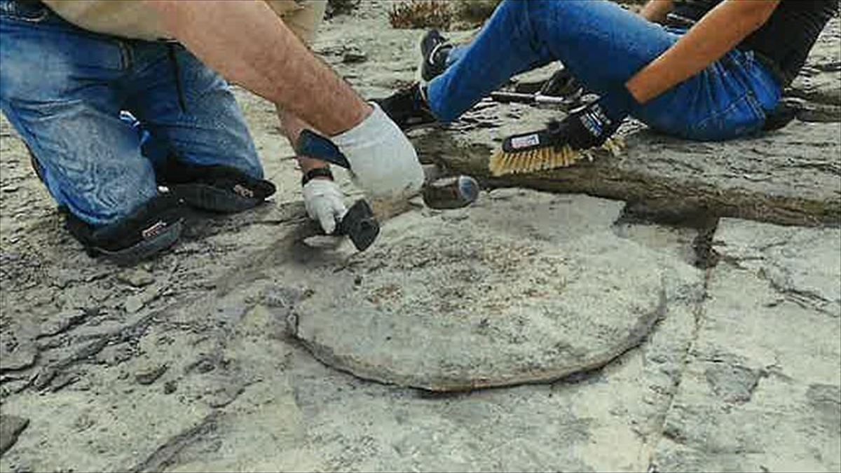 Extracción del fósil en Nanclares de la Oca. Foto: Diputación Foral de Álava