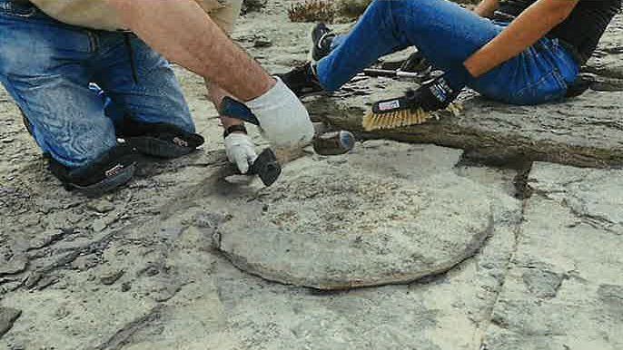 Extracción del fósil en Nanclares de la Oca. Foto: Diputación Foral de Álava