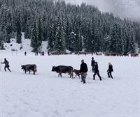 La nieve llega por sorpresa a los Alpes austriacos, donde han tenido que bajar a las vacas 