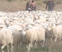 La Fiesta de la Trashumancia de Carcastillo celebra la llegada de las ovejas a las Bardenas para pastar