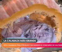 Calabaza inglesa de 979 kilos, ganadora en Valtierra 