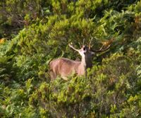 Berrea en el Gorbea y en las sierras de Arrato, Badaia, Gibijo, Salvada y el Parque Natural de Valderejo