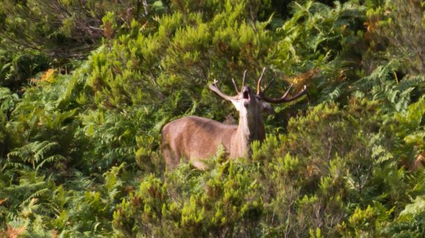 Berrea en el Gorbea y en las sierras de Arrato, Badaia, Gibijo, Salvada y el Parque Natural de Valderejo